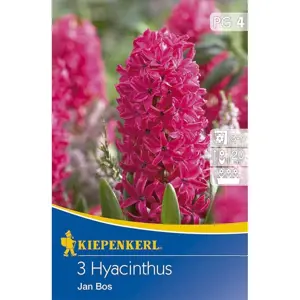 Hyacinty