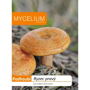 Ryzec pravý 10g - podhoubí