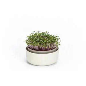 Plastia Microgreens - slonová kost s kávovou sedlinou